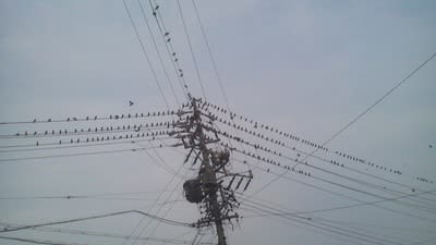 これはまだ少ない方。 これはまだ少ない方。